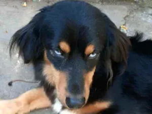 Cachorro raça  idade 5 anos nome Lilica 