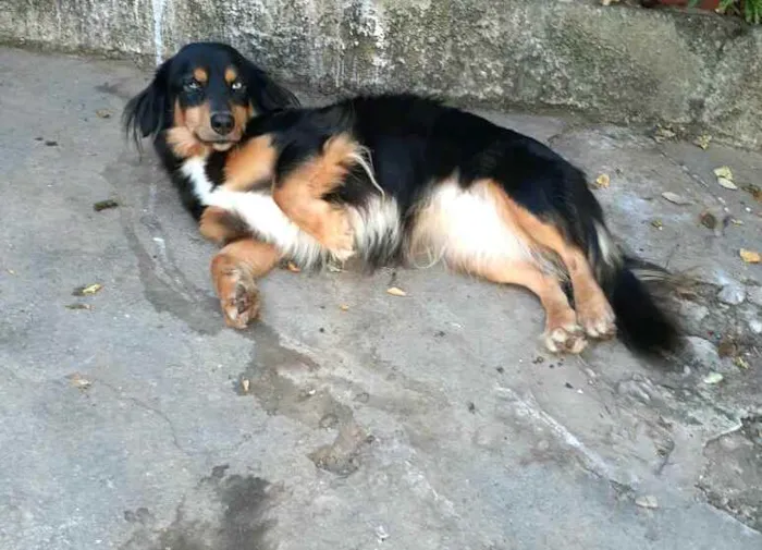 Cachorro ra a  idade 5 anos nome Lilica 