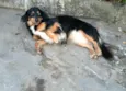 Lilica