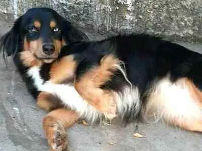 Cachorro ra a  idade 5 anos nome Lilica 