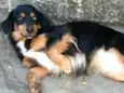 Lilica