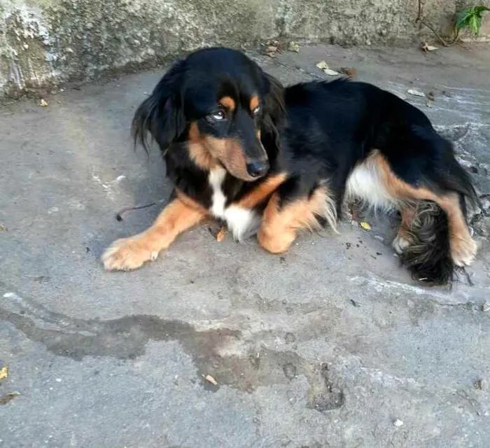 Cachorro ra a  idade 5 anos nome Lilica 