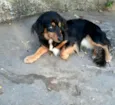 Lilica