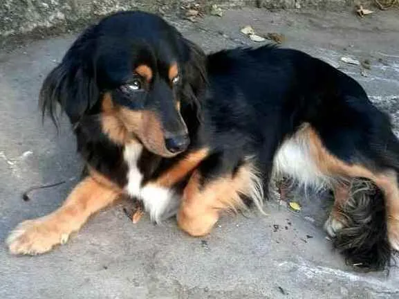 Cachorro ra a  idade 5 anos nome Lilica 