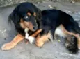 Lilica