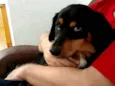 Lilica