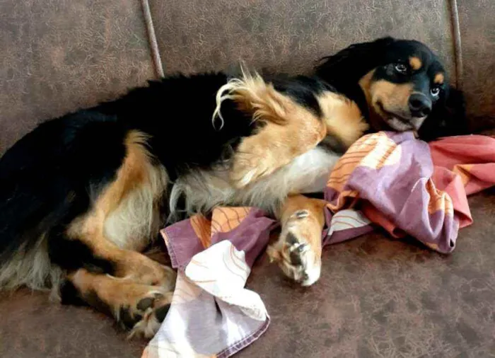 Cachorro ra a  idade 5 anos nome Lilica 