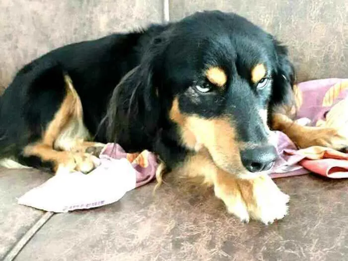 Cachorro ra a  idade 5 anos nome Lilica 