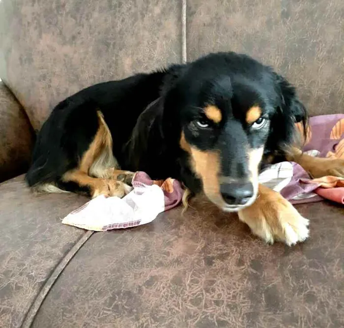 Cachorro ra a  idade 5 anos nome Lilica 