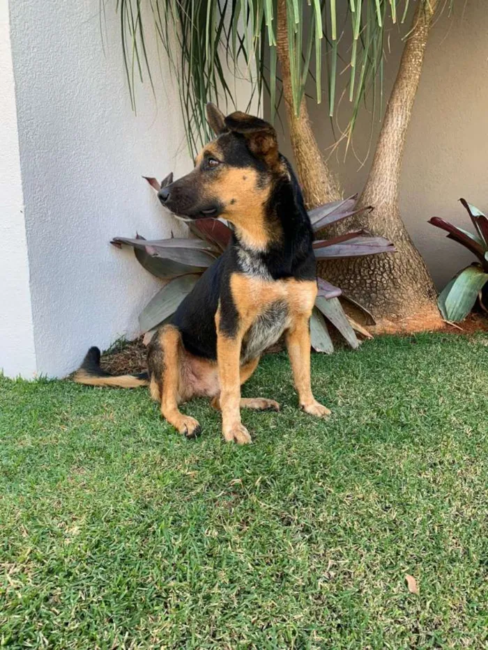 Cachorro ra a SRD idade 2 anos nome Mina