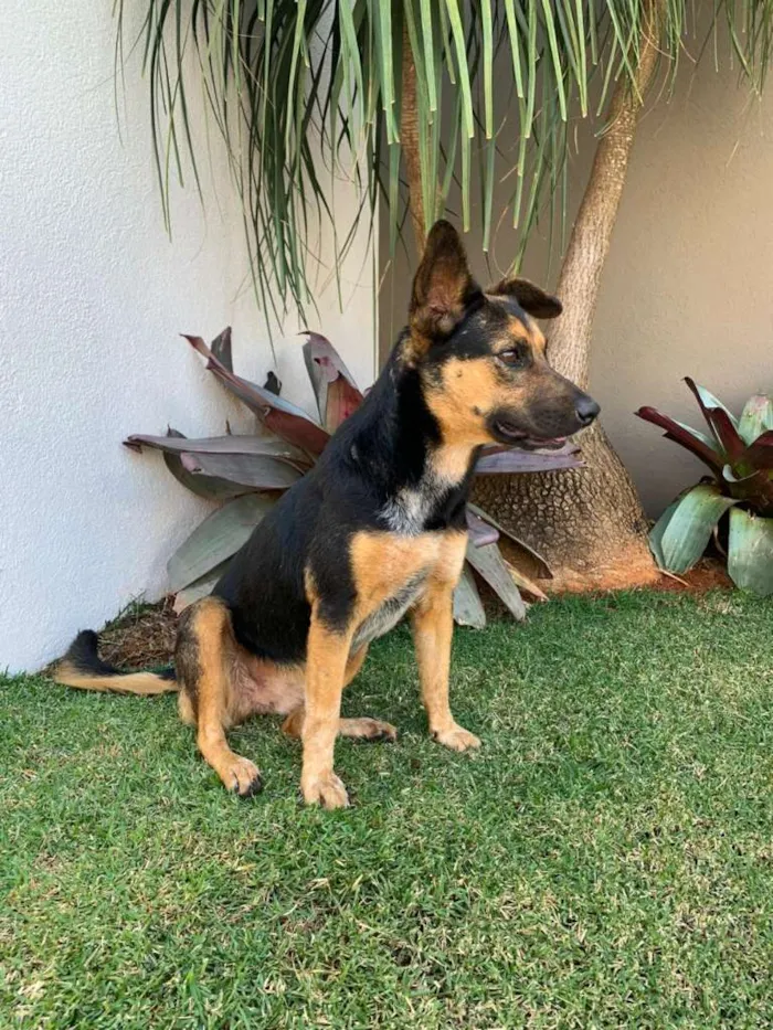 Cachorro ra a SRD idade 2 anos nome Mina