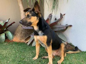 Cachorro raça SRD idade 2 anos nome Mina