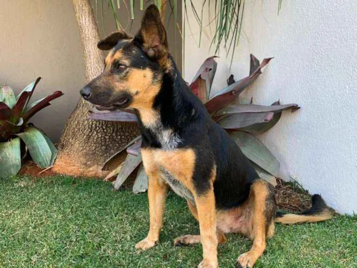 Cachorro ra a SRD idade 2 anos nome Mina