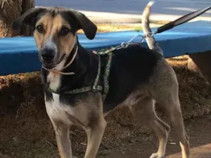 Cachorro raça SRD idade 1 ano nome Rudah