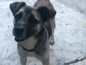 Cachorro raça SRD idade 1 ano nome Pandora
