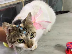 Gato raça SRD idade 1 ano nome Diana