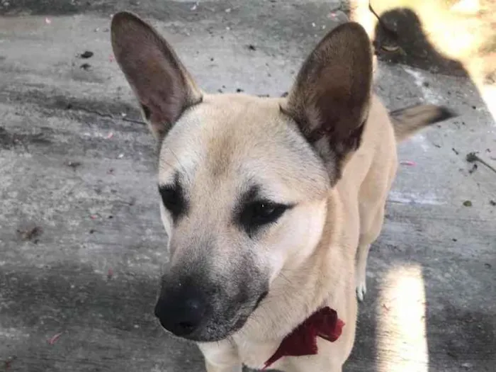 Cachorro ra a SRD idade 7 a 11 meses nome Izabela
