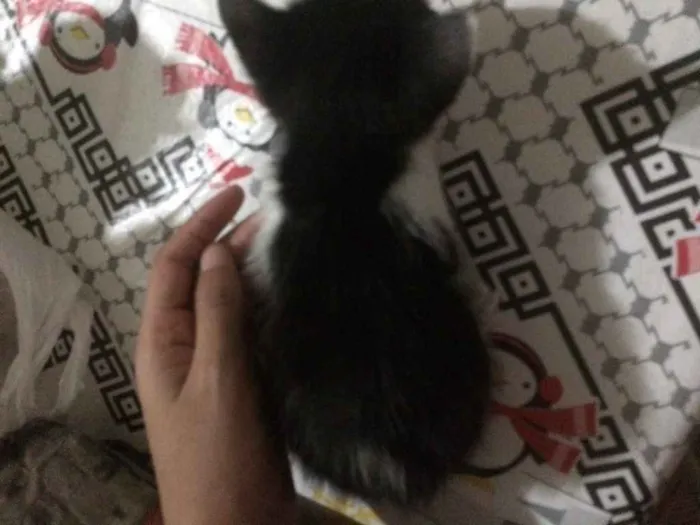 Gato ra a Não sei  idade Abaixo de 2 meses nome Não tem