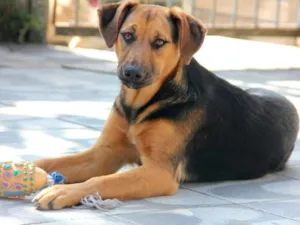 Cachorro raça SRD idade 7 a 11 meses nome Bellinha
