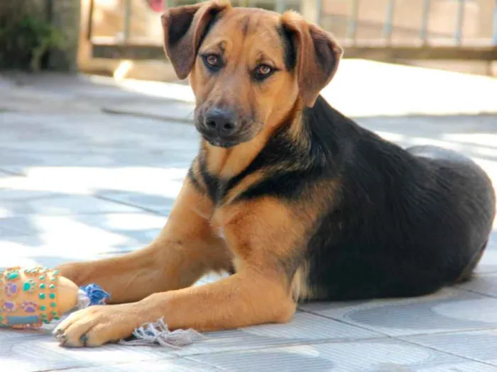 Cachorro ra a SRD idade 7 a 11 meses nome Bellinha