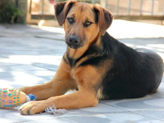 Cachorro ra a SRD idade 7 a 11 meses nome Bellinha