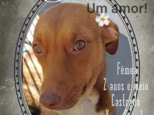 Cachorro raça Srd idade 2 anos nome Edna