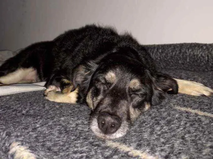 Cachorro ra a Indefinida idade 6 ou mais anos nome Laika