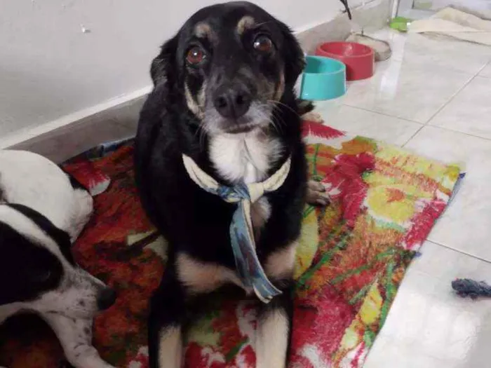 Cachorro ra a Indefinida idade 6 ou mais anos nome Laika
