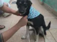 Laika