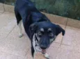 Laika