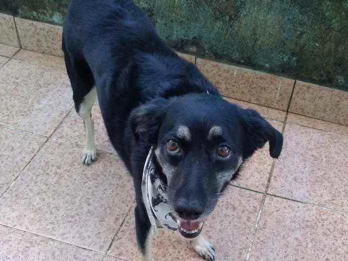 Cachorro ra a Indefinida idade 6 ou mais anos nome Laika