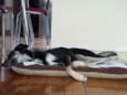 Laika