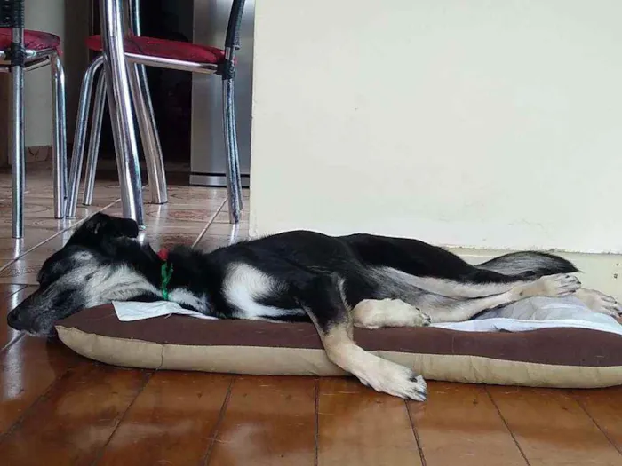 Cachorro ra a Indefinida idade 6 ou mais anos nome Laika