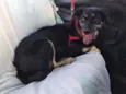 Laika