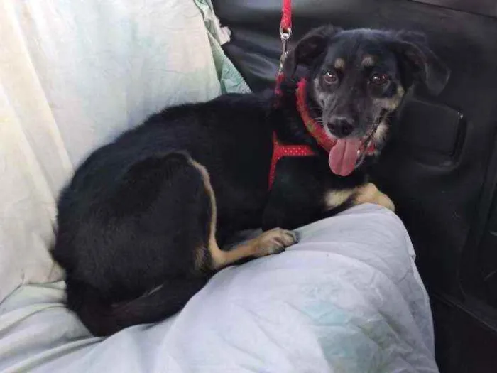 Cachorro ra a Indefinida idade 6 ou mais anos nome Laika
