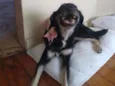 Laika