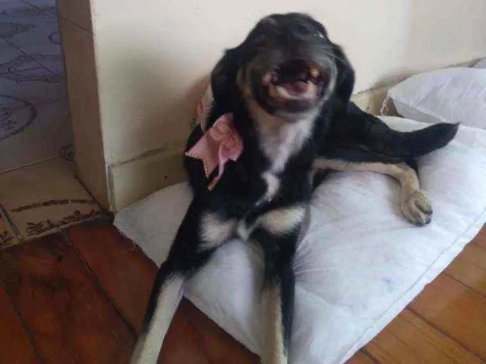 Cachorro ra a Indefinida idade 6 ou mais anos nome Laika
