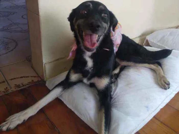 Cachorro ra a Indefinida idade 6 ou mais anos nome Laika