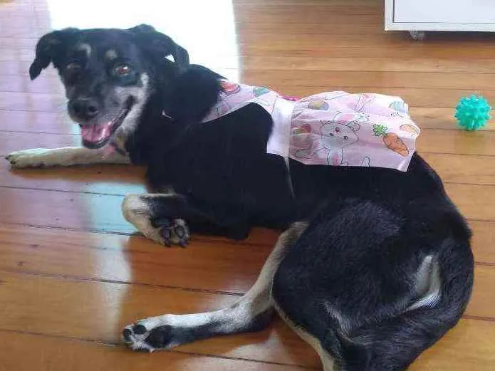 Cachorro ra a Indefinida idade 6 ou mais anos nome Laika