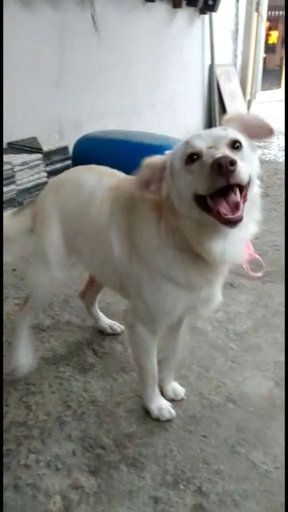 Cachorro ra a Viralata idade 7 a 11 meses nome Sophia