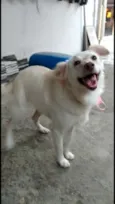 Sophia