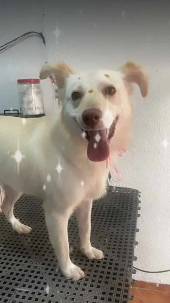 Cachorro ra a Viralata idade 7 a 11 meses nome Sophia