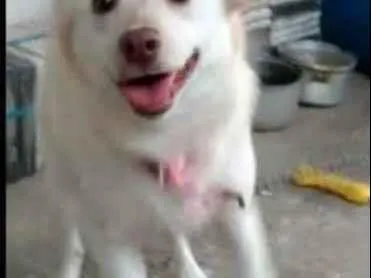Cachorro ra a Viralata idade 7 a 11 meses nome Sophia