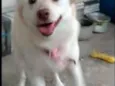 Sophia