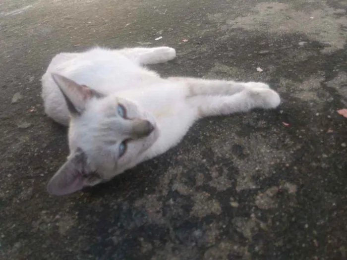 Gato ra a Não sei idade 2 a 6 meses nome Alice