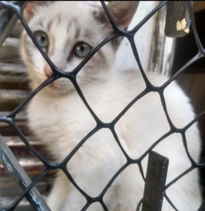 Gato ra a  idade 2 a 6 meses nome Júnior
