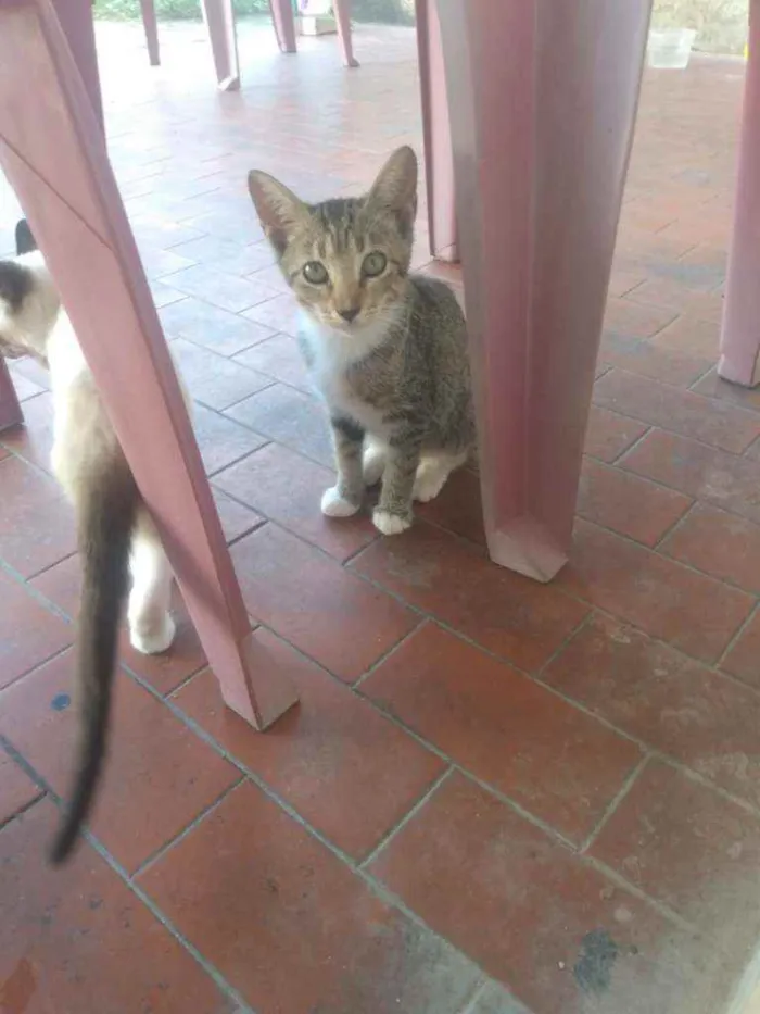 Gato ra a  idade 2 a 6 meses nome Mari