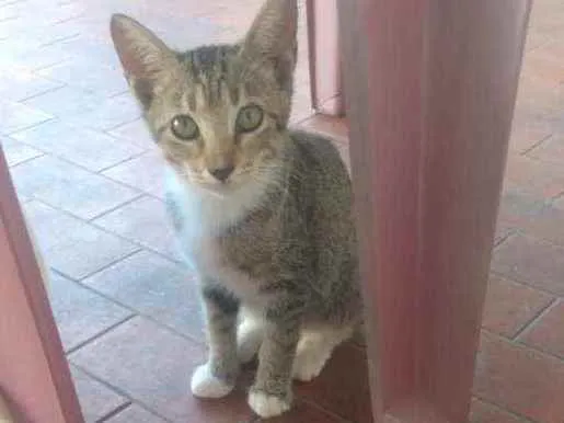 Gato ra a  idade 2 a 6 meses nome Mari