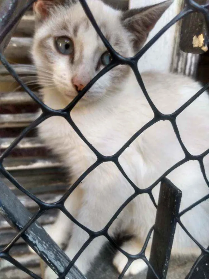 Gato ra a Não sei idade 2 a 6 meses nome Juniores