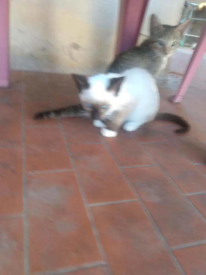 Gato ra a Não sei idade 2 a 6 meses nome Juniores